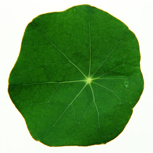 СҶͷҶӵ״죬еΣе