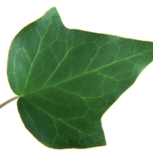 СҶͷҶӵ״죬еΣе