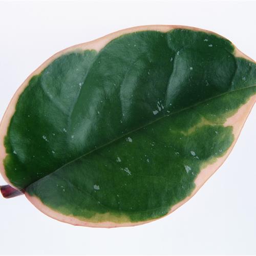 СҶͷҶӵ״죬еΣе