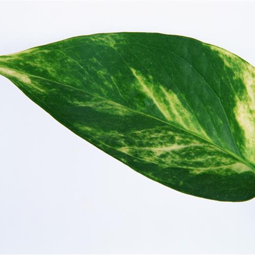 СҶͷҶӵ״죬еΣе