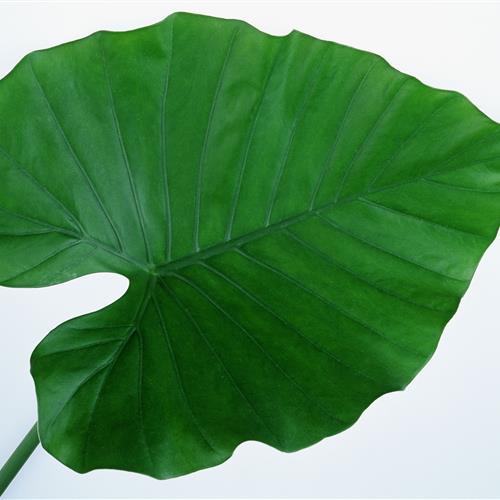 СҶͷҶӵ״죬еΣе
