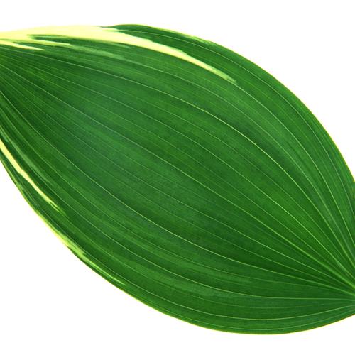 СҶͷҶӵ״죬еΣе