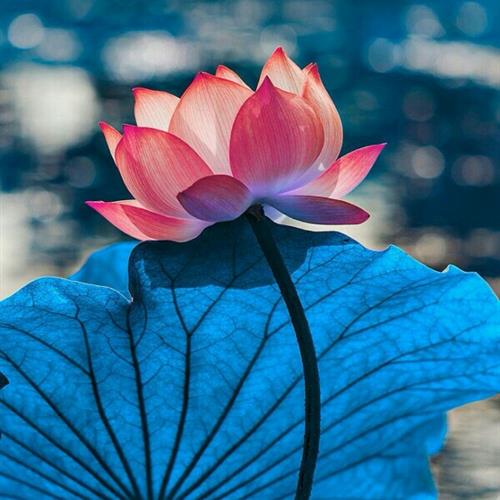 ŵȻɻͷ˱ﵭ֮