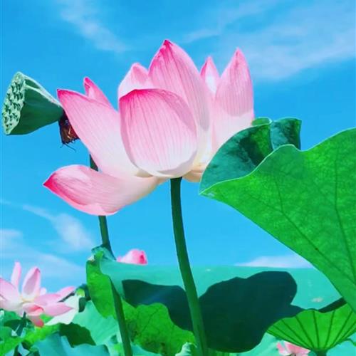 ŵȻɻͷ˱ﵭ֮